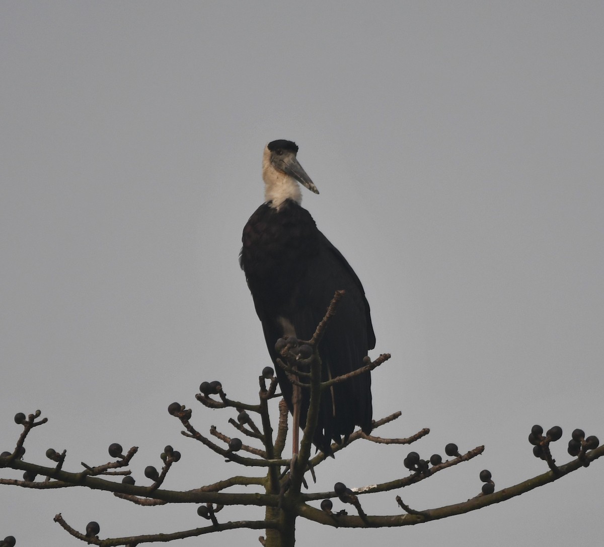 Asian Woolly-necked Stork - ML620701578