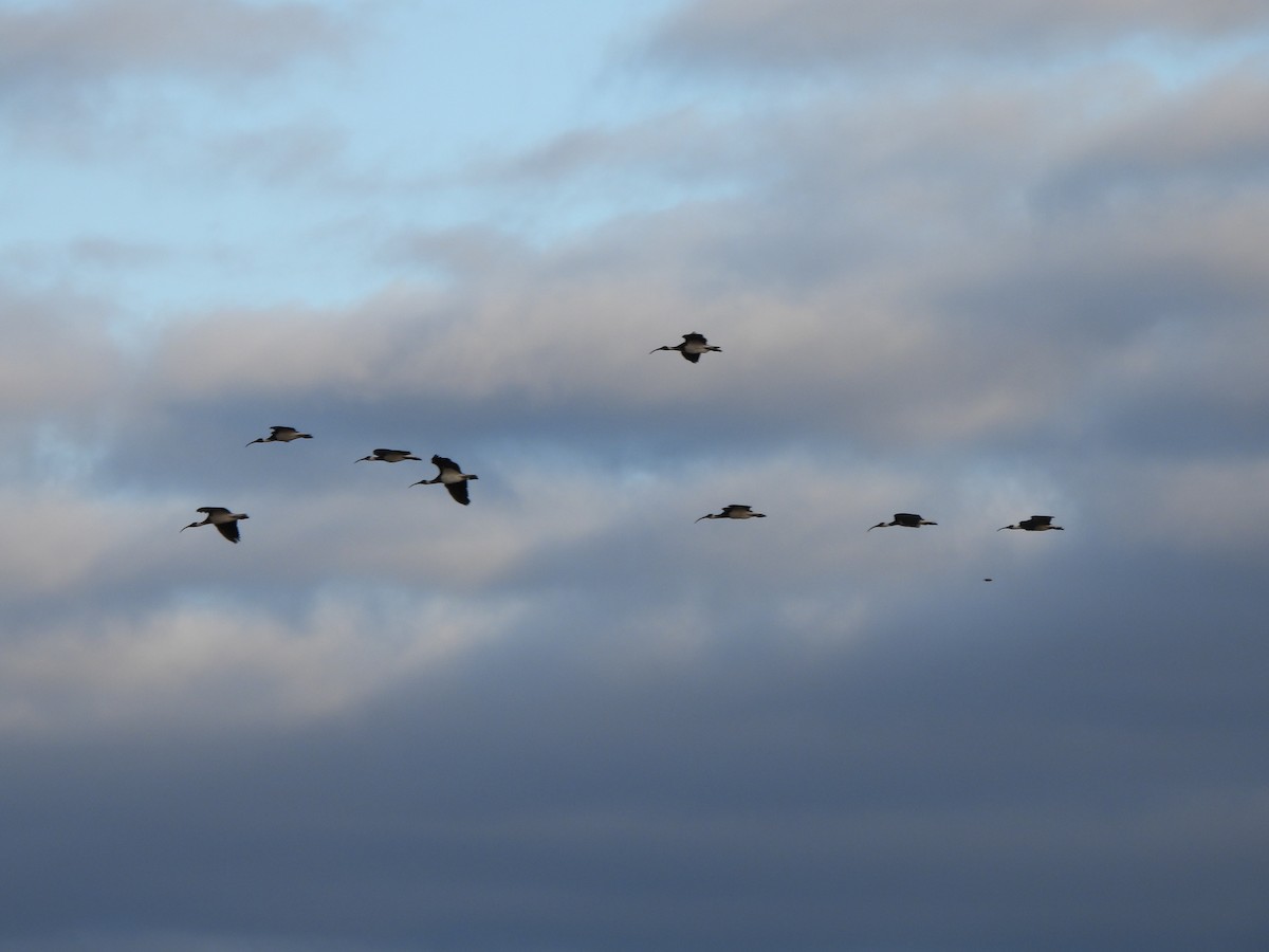 Straw-necked Ibis - ML620701580