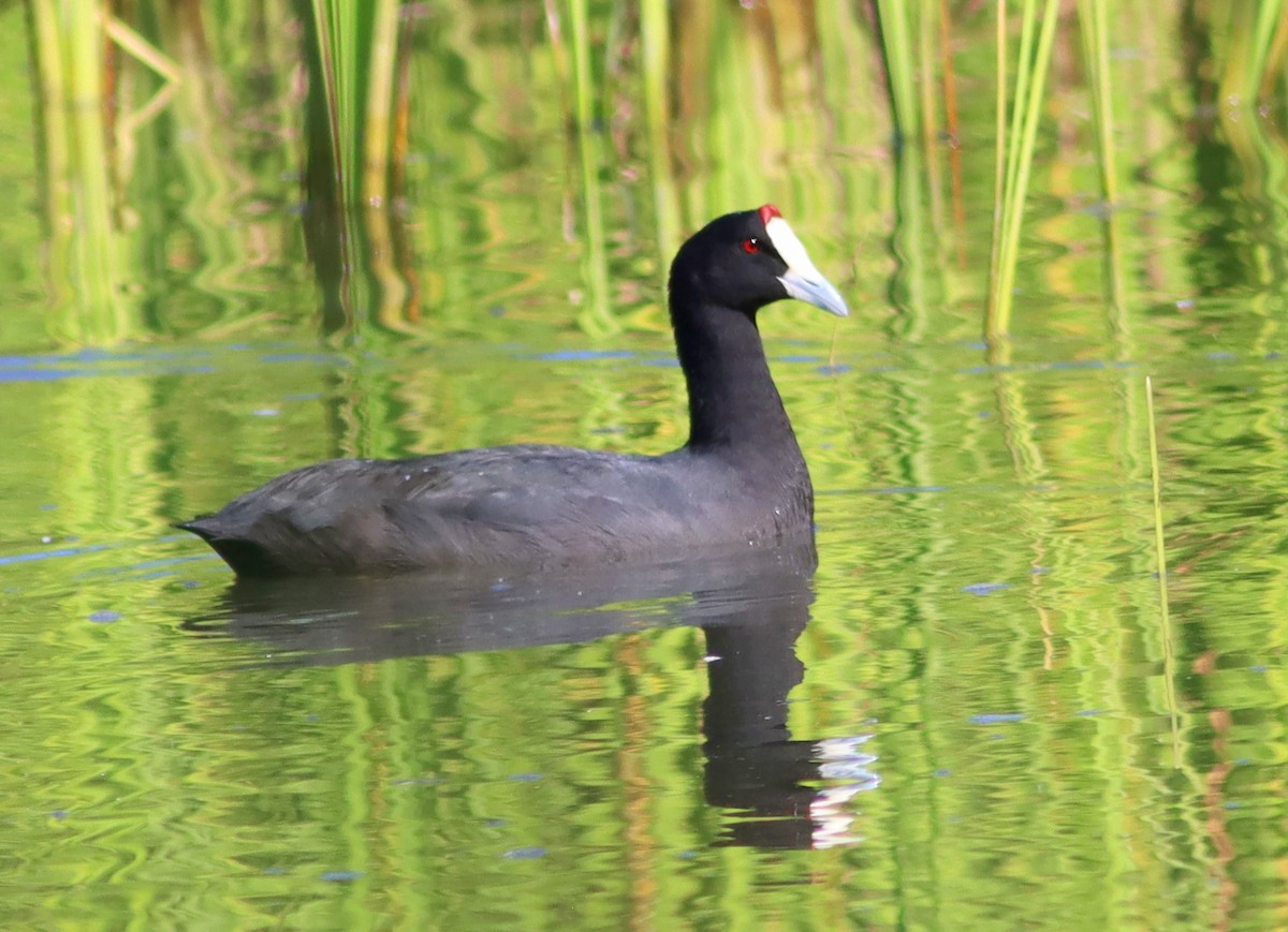 Red-knobbed Coot - ML620701581