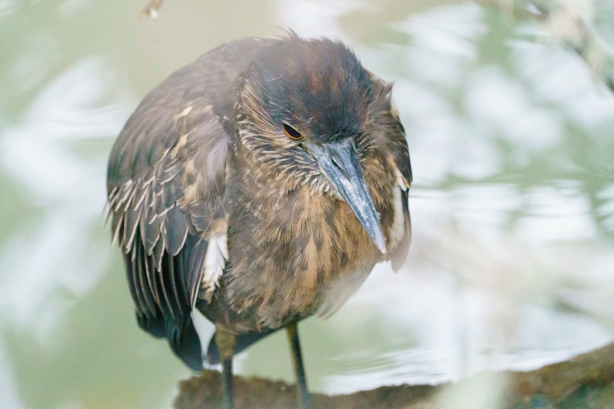 Yellow-crowned Night Heron - Darrin Menzo