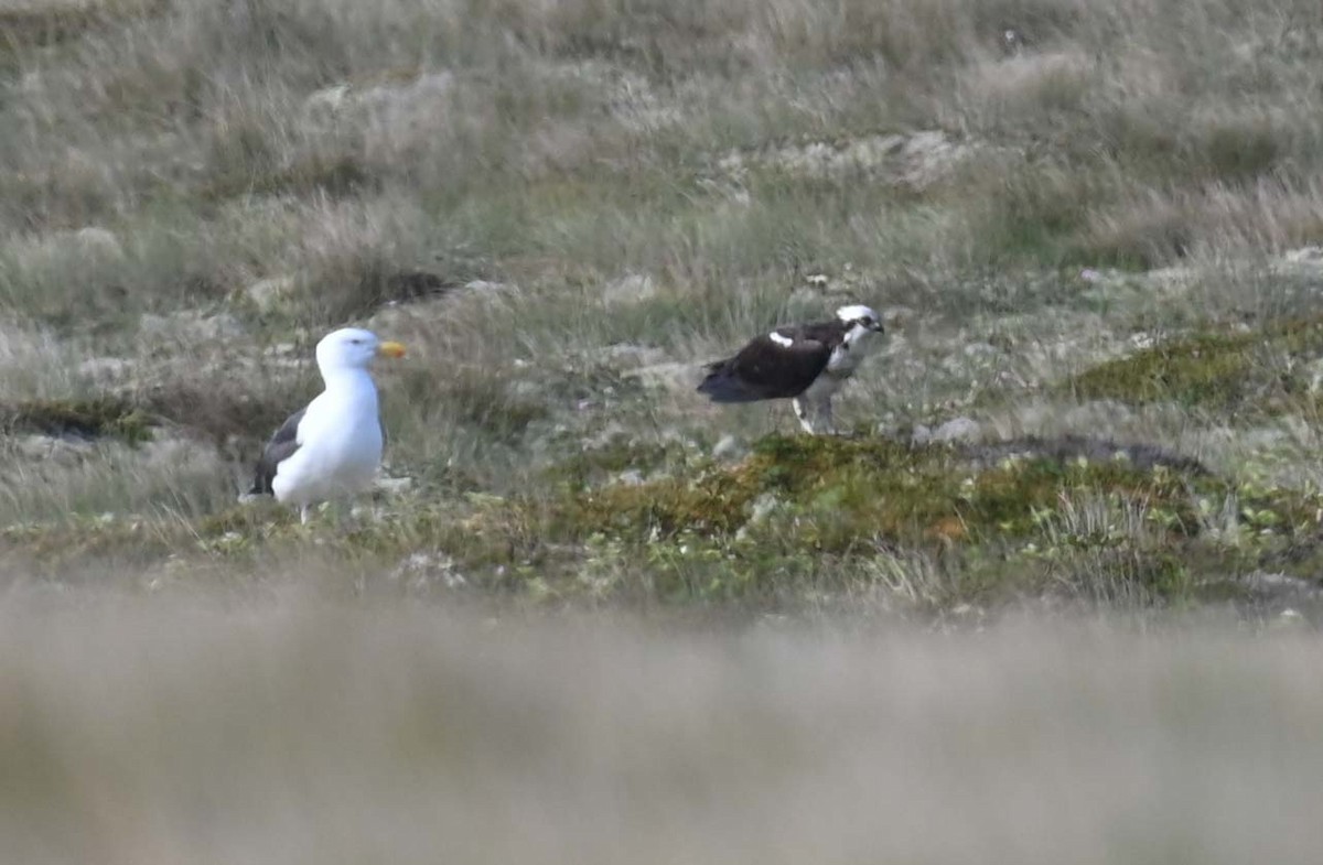 Balbuzard pêcheur - ML620701590