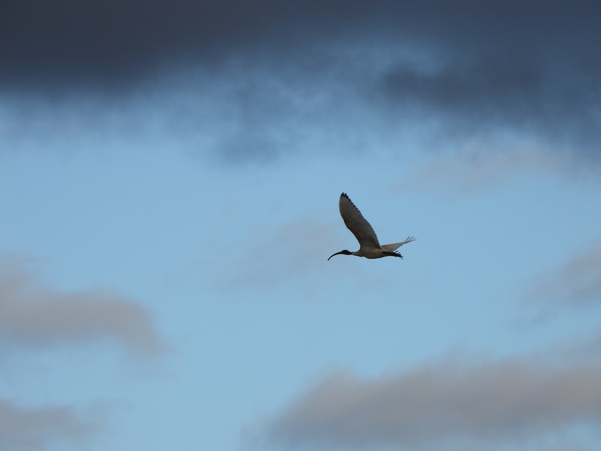 Australian Ibis - ML620701592