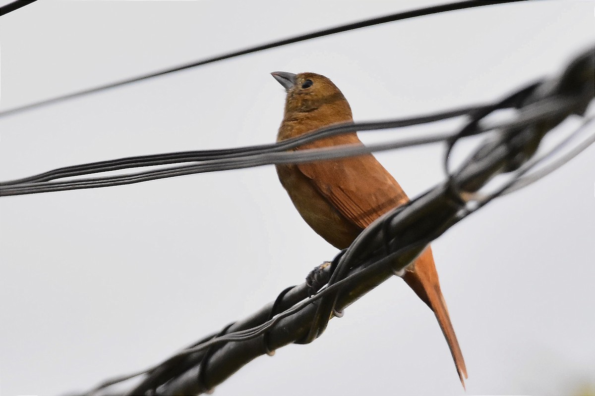 Ruby-crowned Tanager - ML620701594