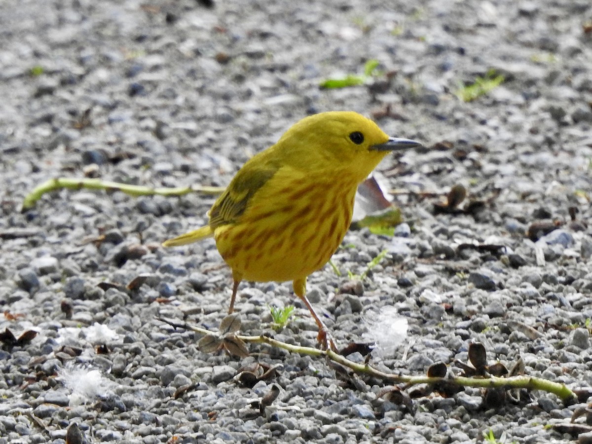 Yellow Warbler - ML620701601