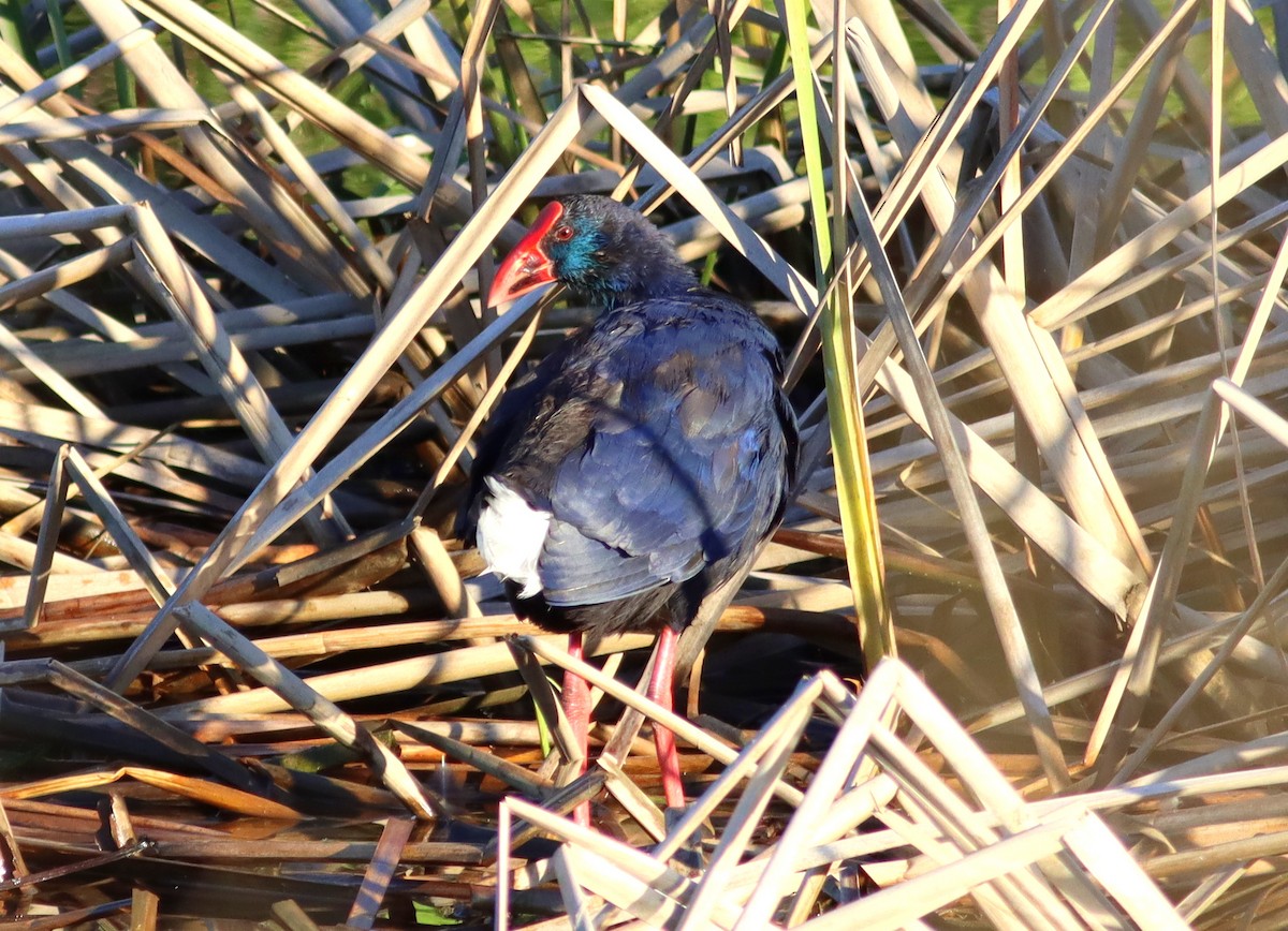 Western Swamphen - ML620701602