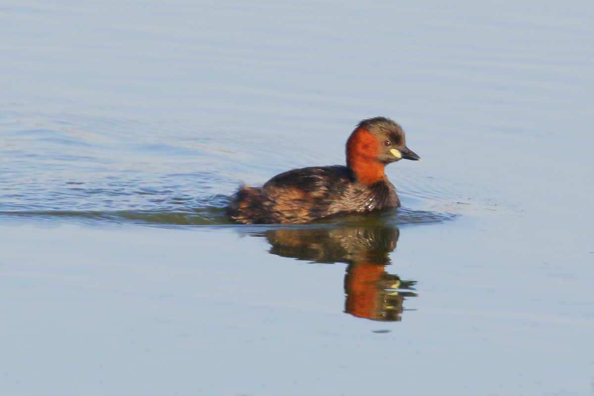 Little Grebe - ML620701605