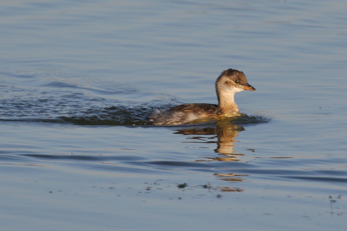 Little Grebe - ML620701606