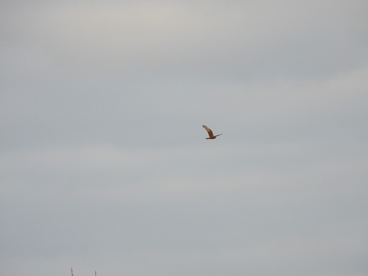 Swamp Harrier - ML620701610