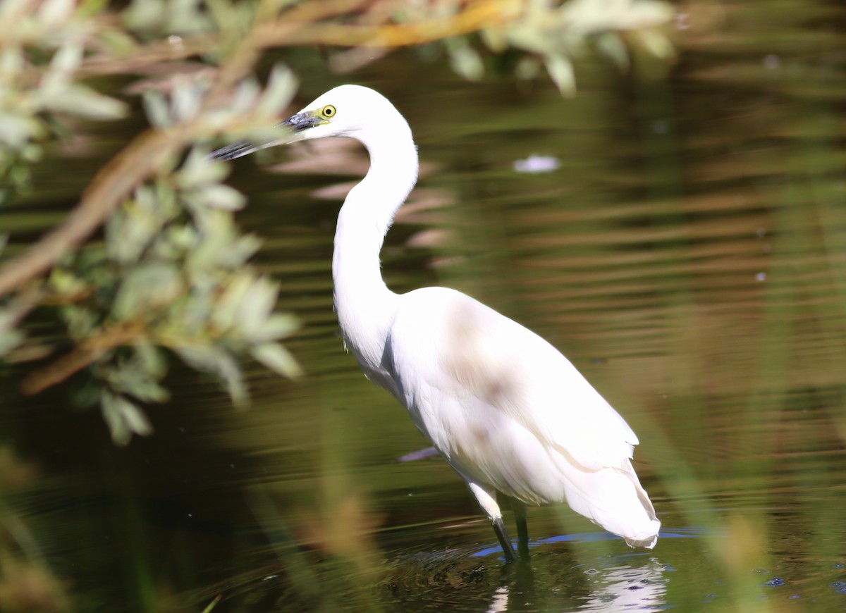 Little Egret - ML620701611