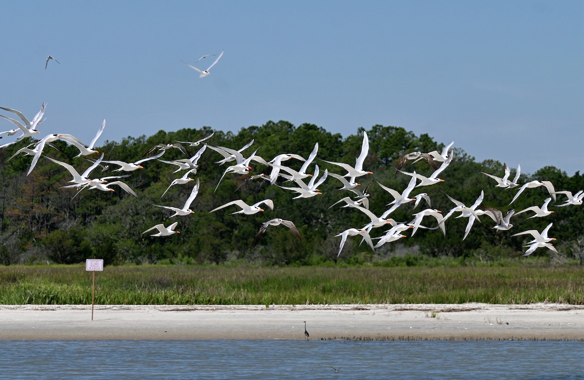 Royal Tern - ML620701612