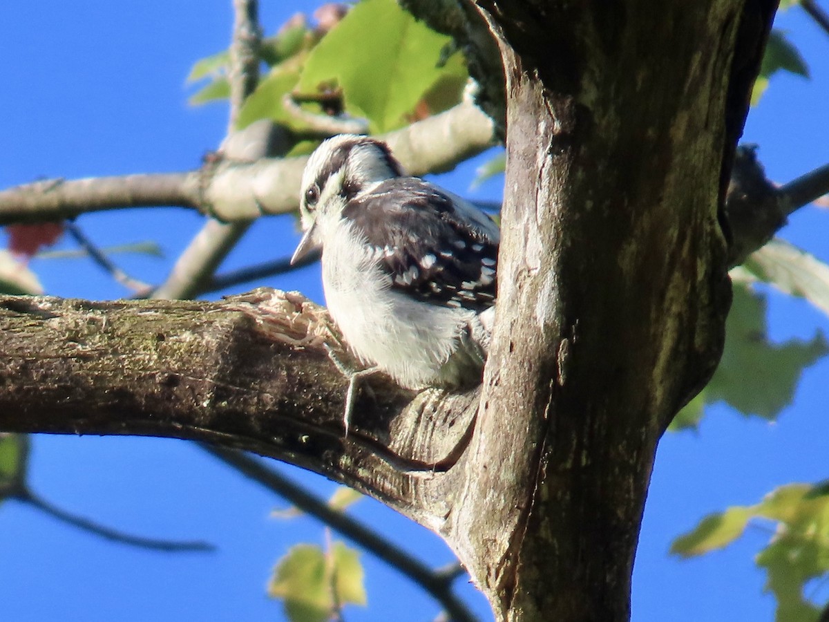 Downy Woodpecker - ML620701616