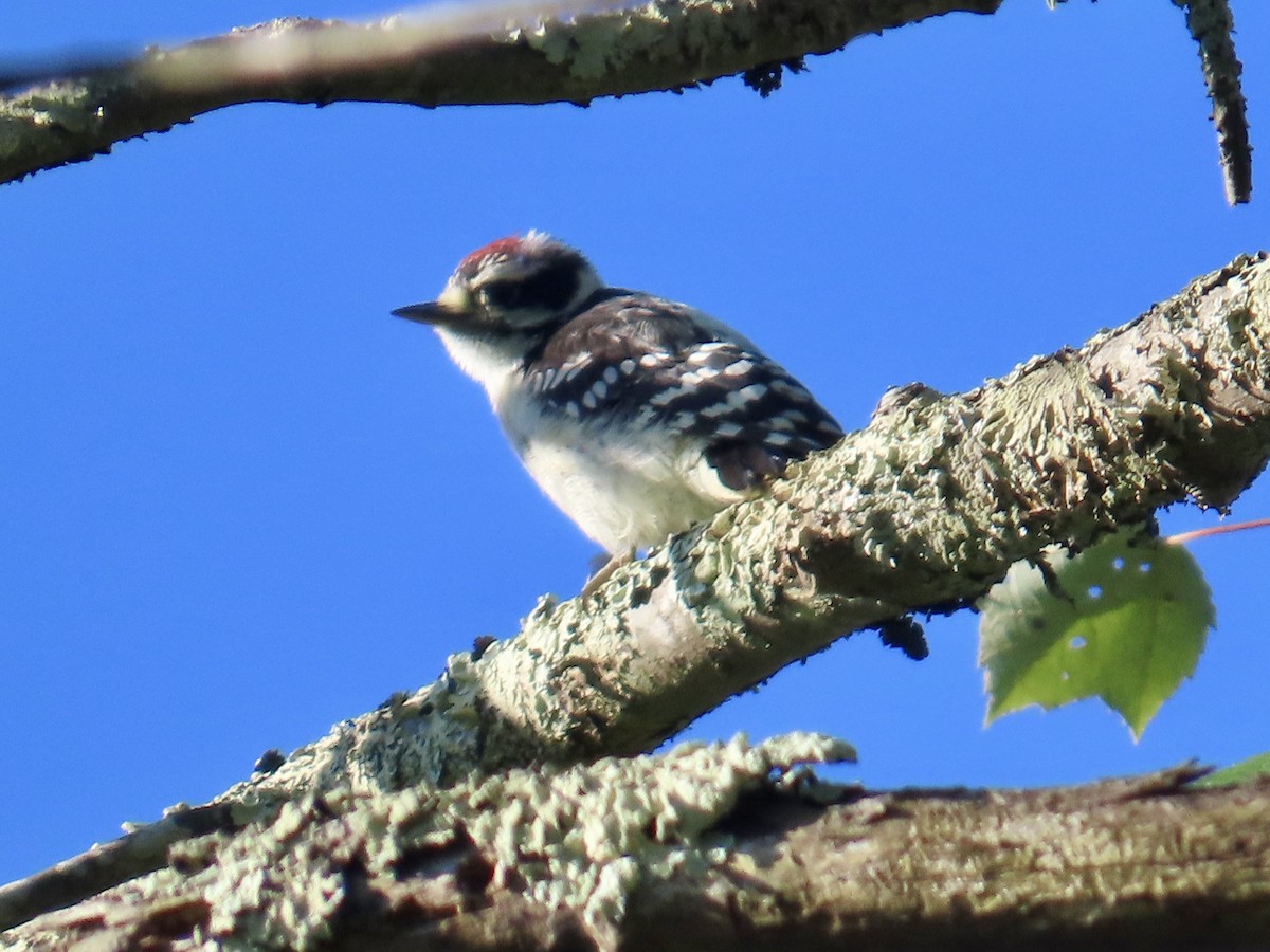 Downy Woodpecker - ML620701617