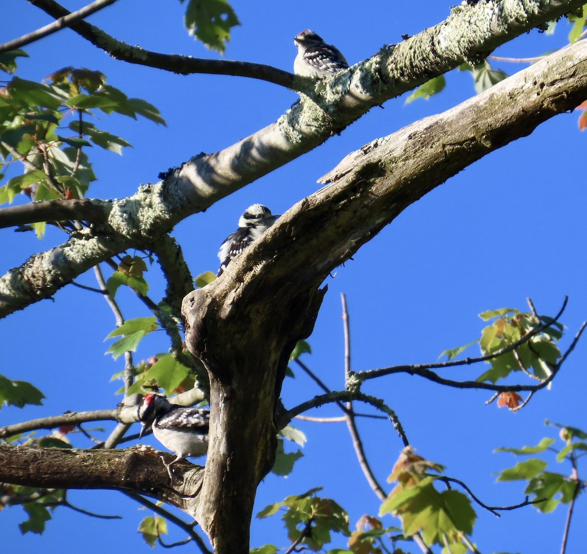 Downy Woodpecker - ML620701618