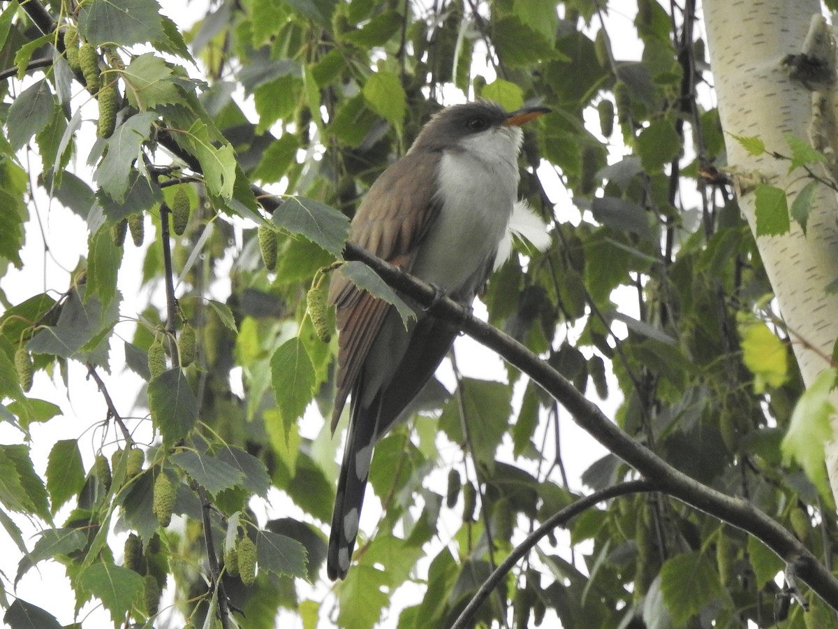 Yellow-billed Cuckoo - ML620701619