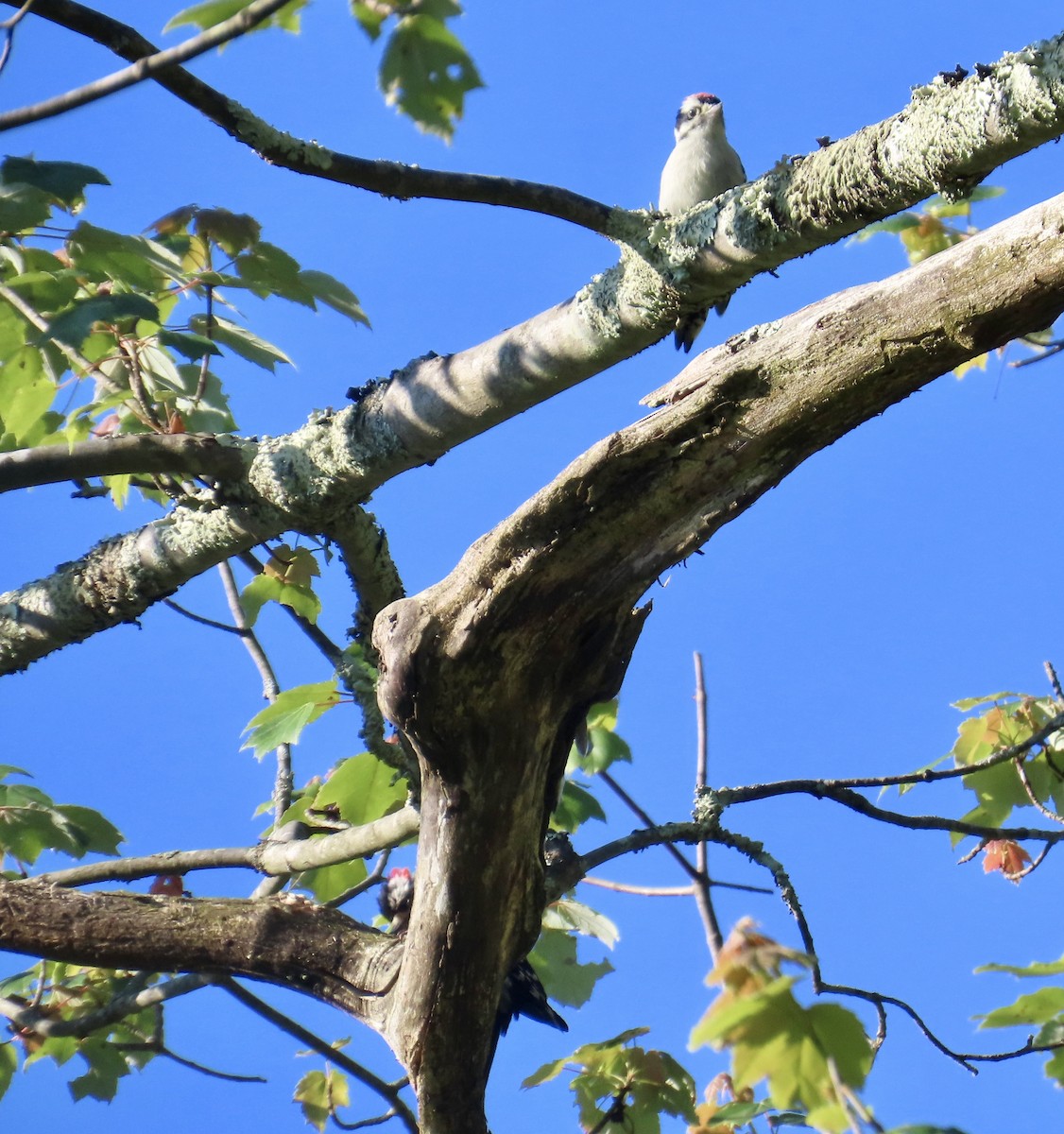 Downy Woodpecker - ML620701621