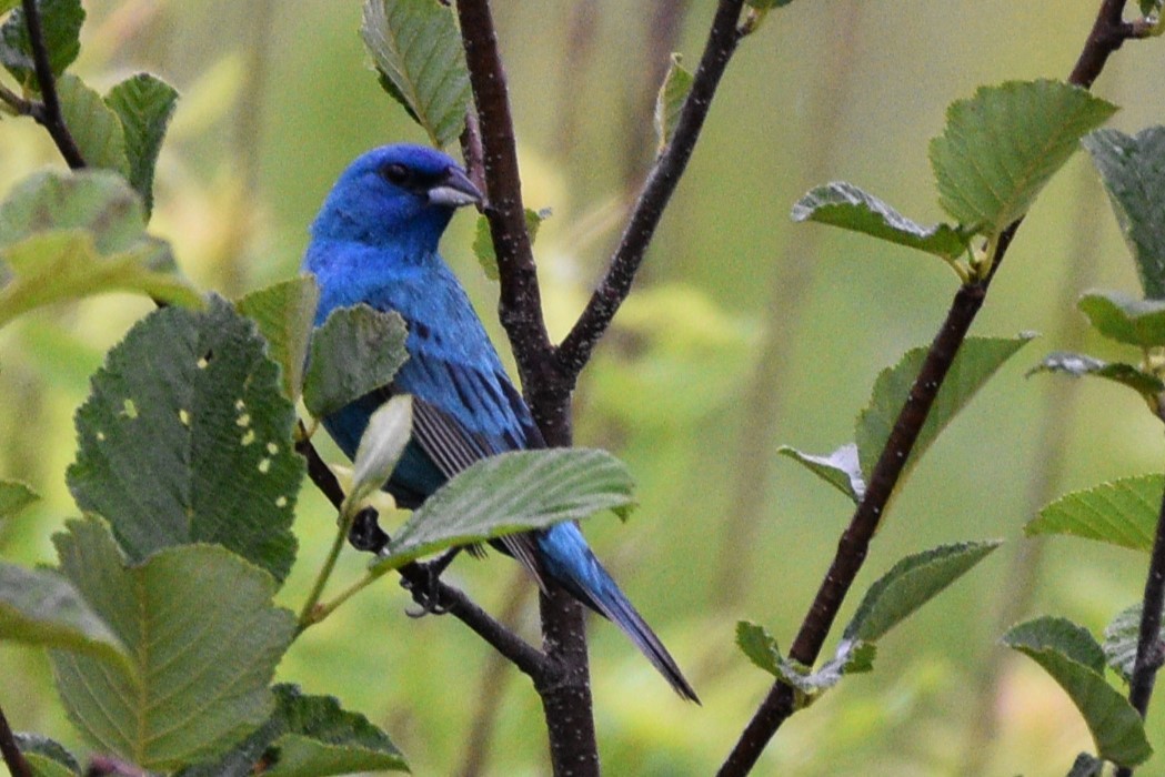 Indigo Bunting - ML620701623