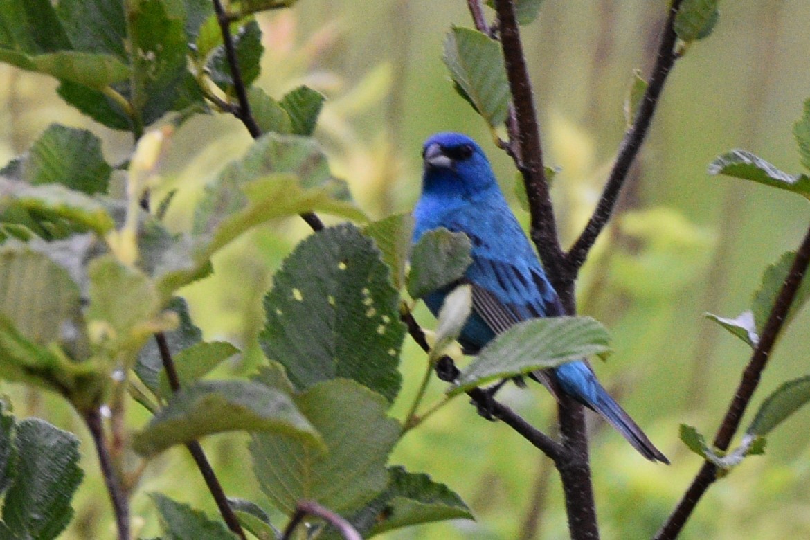 Indigo Bunting - ML620701624