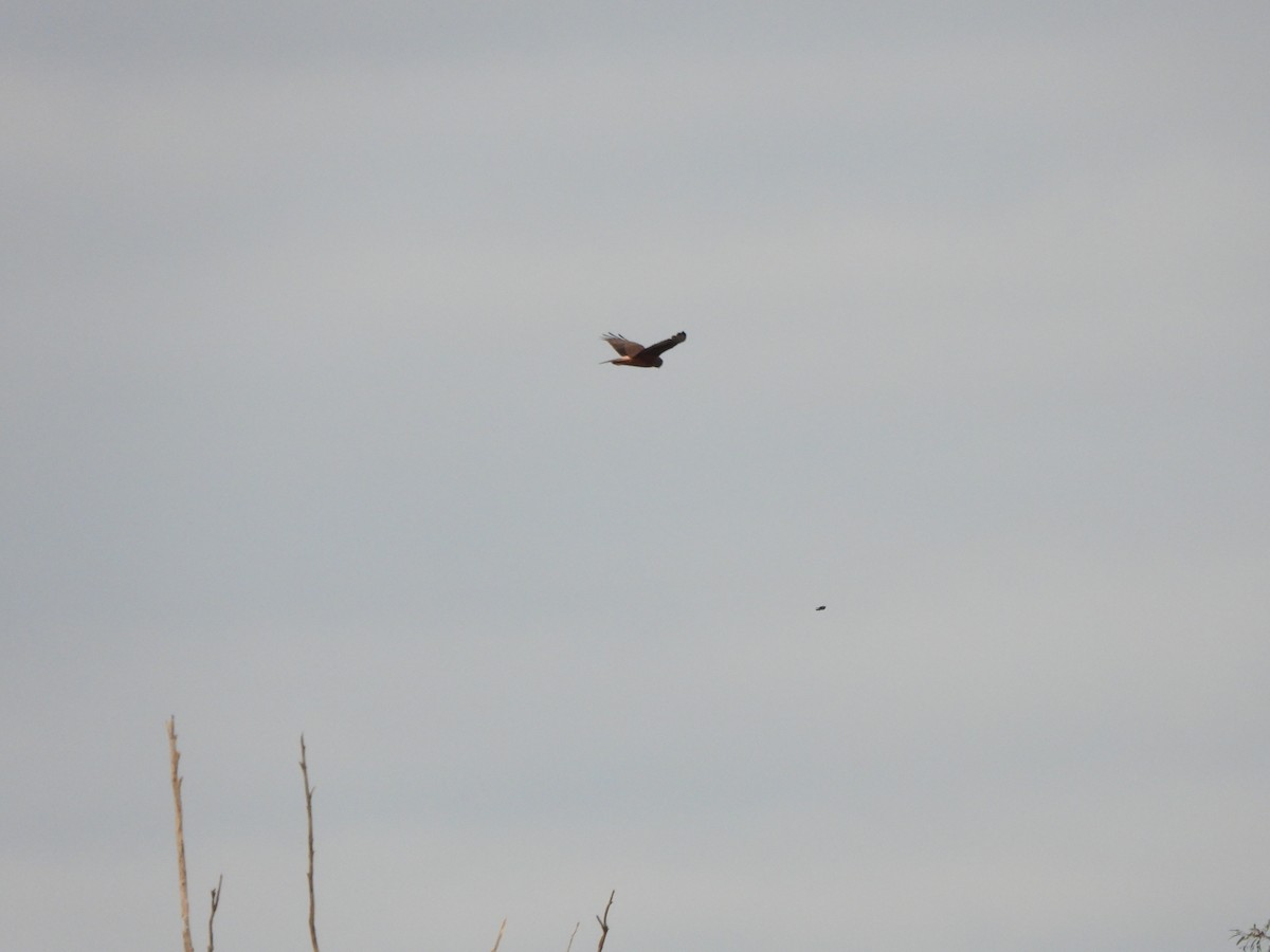 Swamp Harrier - Jeffrey Crawley