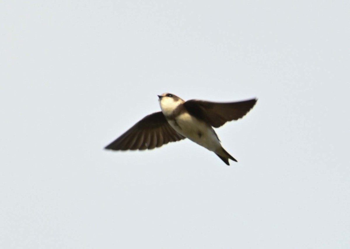 Bank Swallow - ML620701627