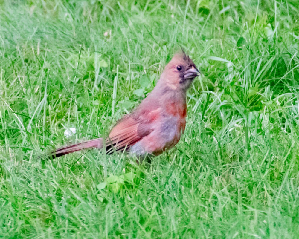 Northern Cardinal - ML620701633