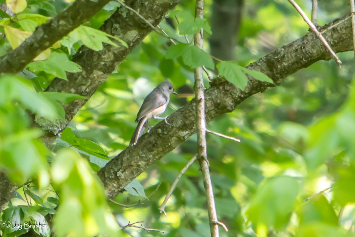 Tufted Titmouse - ML620701642