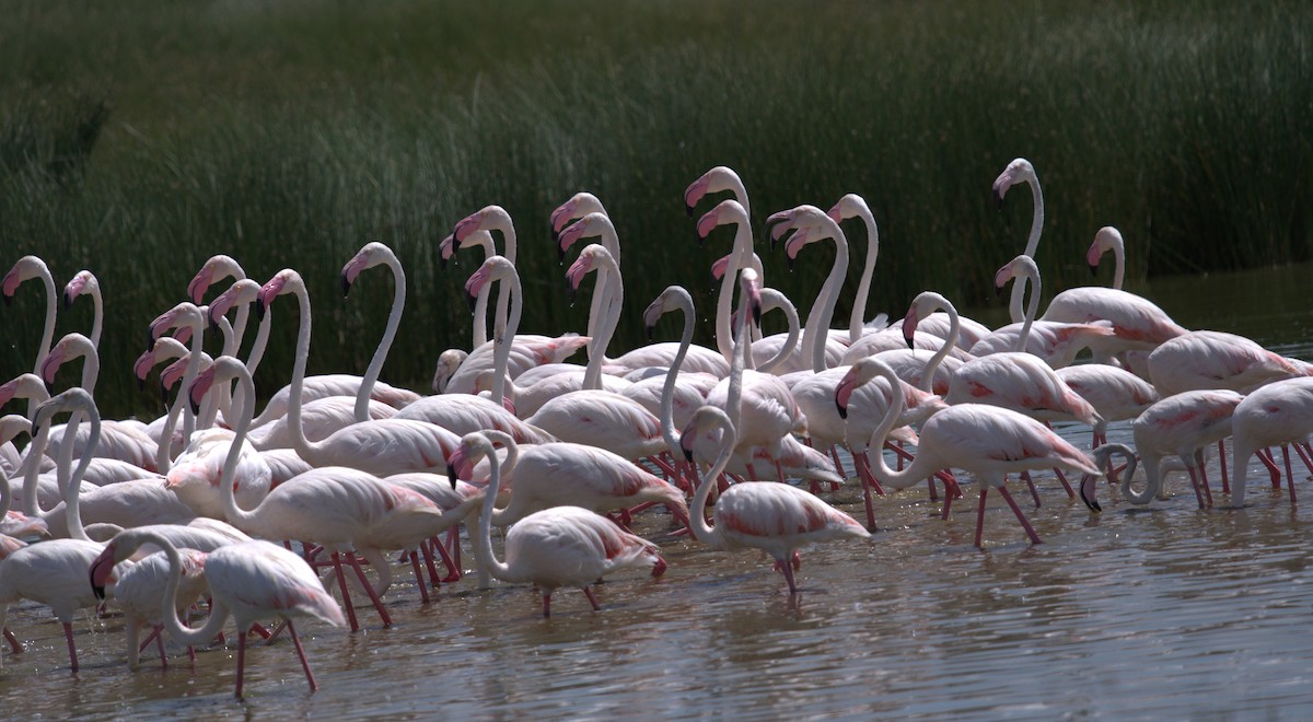 Lesser Flamingo - ML620701644