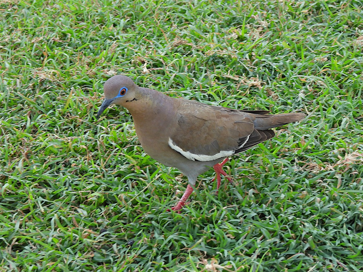 White-winged Dove - ML620701645