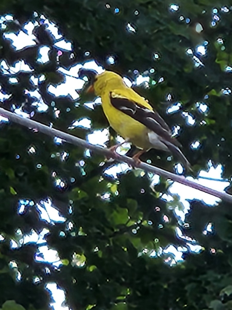 American Goldfinch - ML620701646