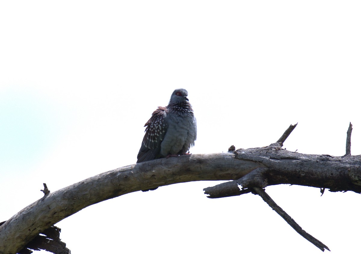 Speckled Pigeon - AJAY ARNOLD