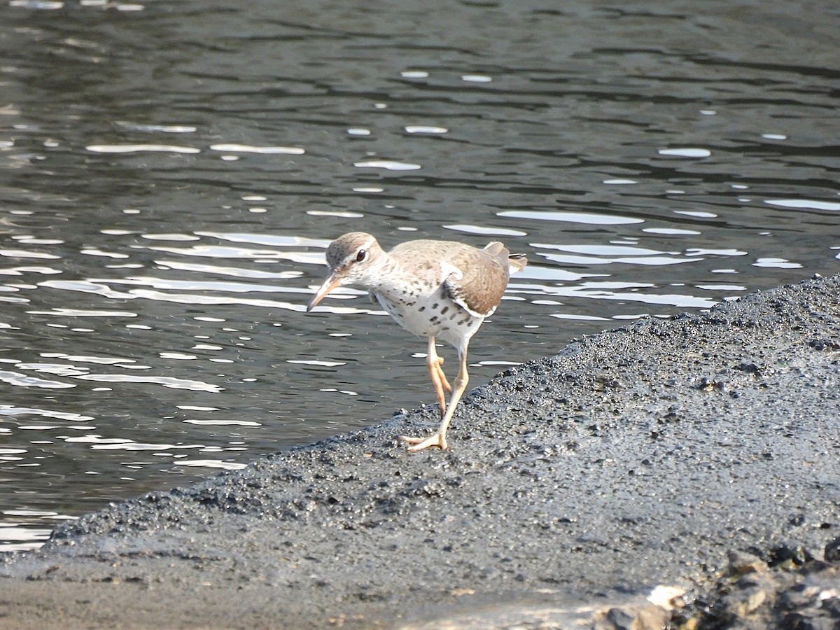 Spotted Sandpiper - ML620701650