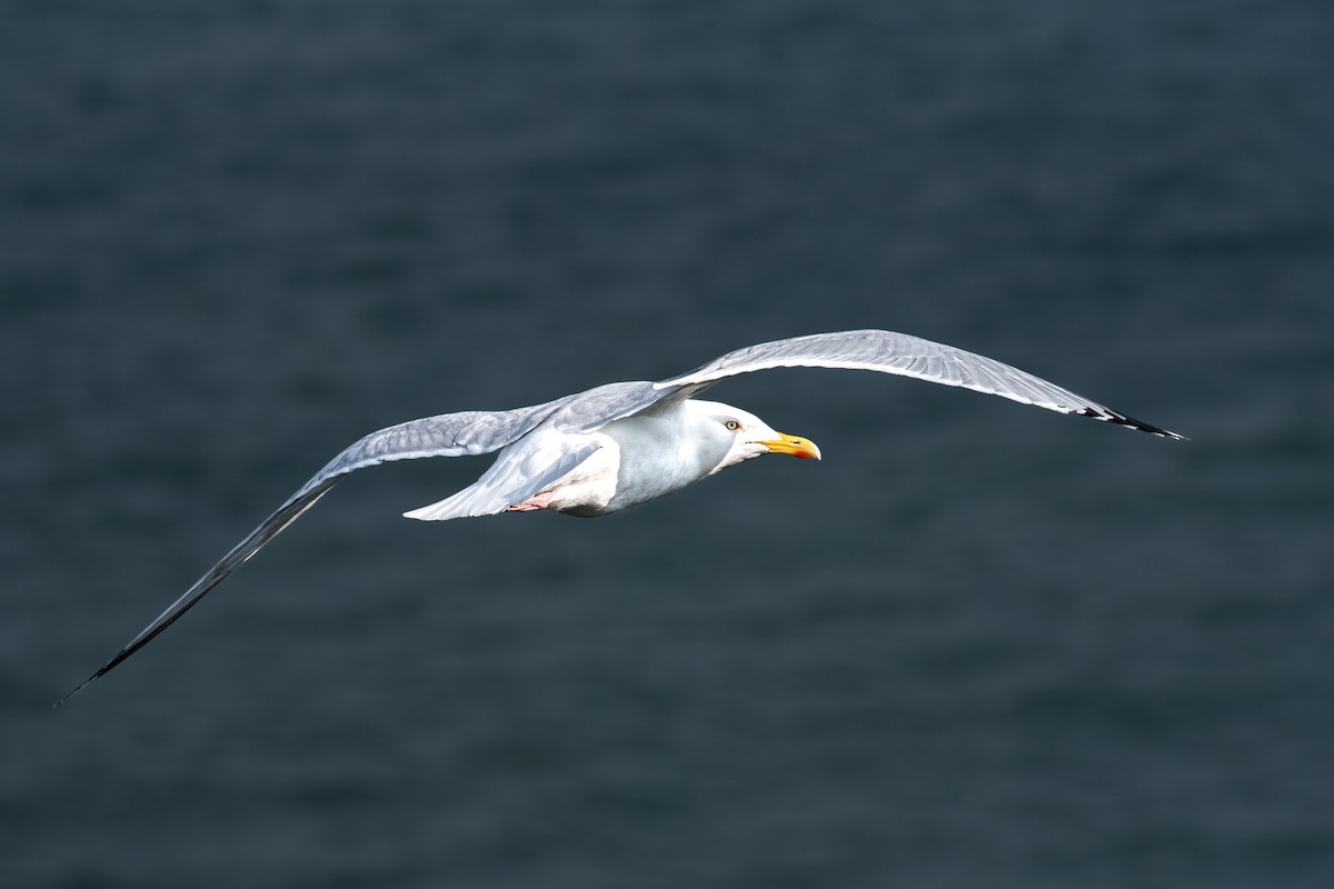 Herring Gull - Derek Henderson