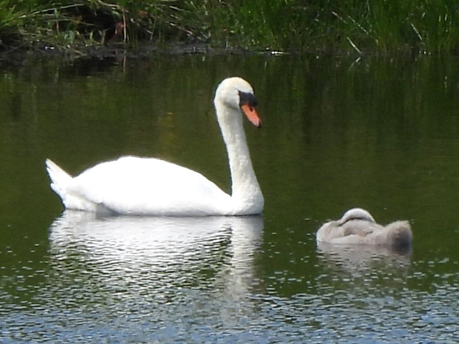 Mute Swan - ML620701654