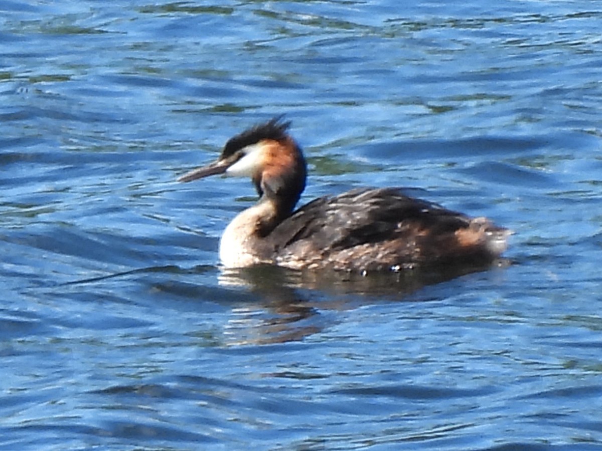 Great Crested Grebe - ML620701657