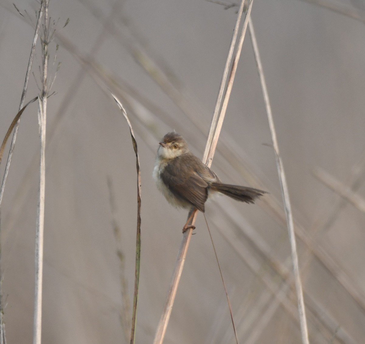 Plain Prinia - ML620701658