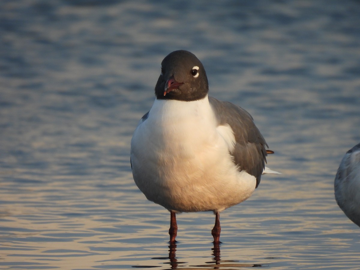 Laughing Gull - ML620701660