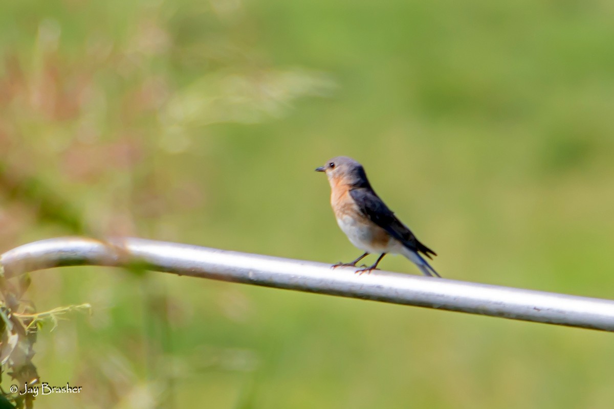 Eastern Bluebird - ML620701665