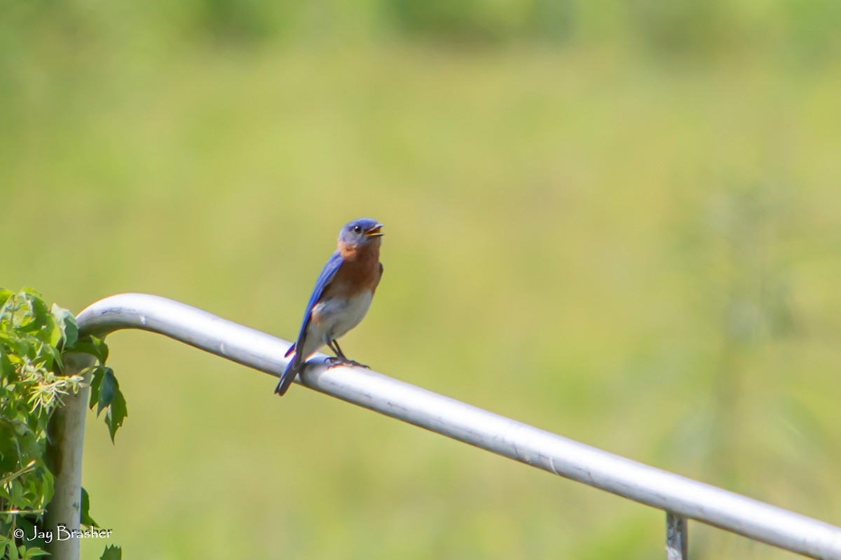 Eastern Bluebird - ML620701666