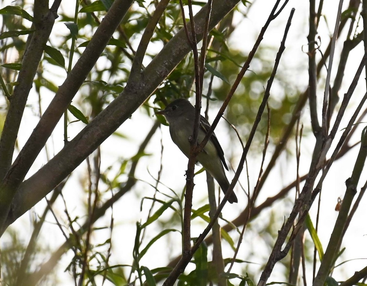 Alder Flycatcher - ML620701671