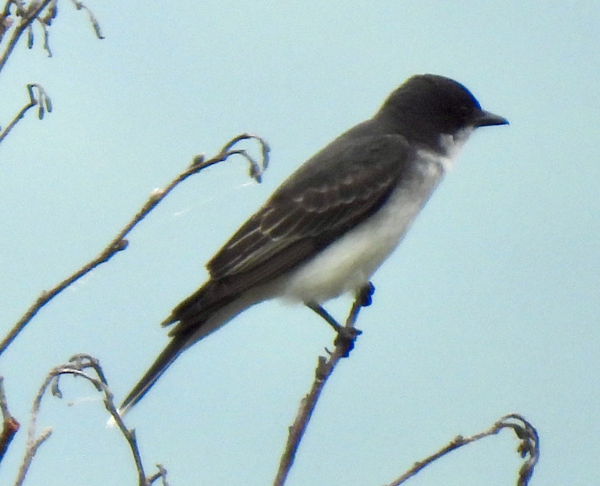 Eastern Kingbird - ML620701673