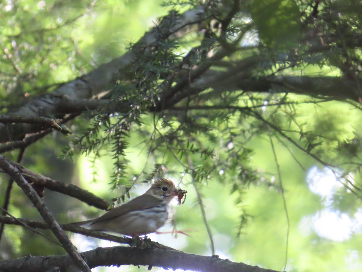 Ovenbird - ML620701675