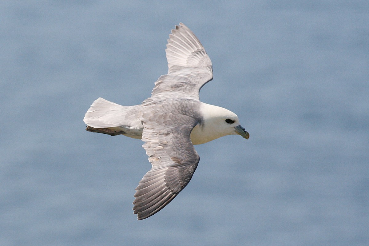 Northern Fulmar - ML620701676