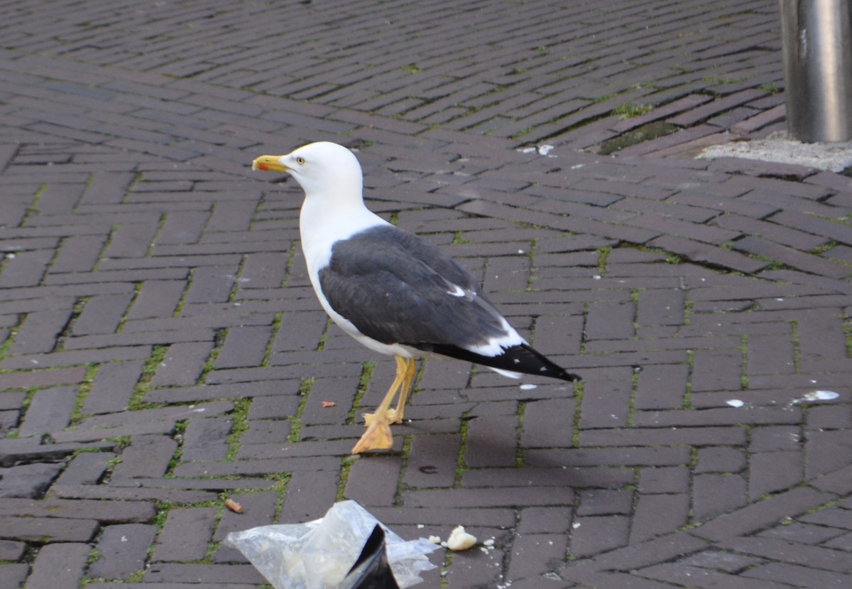 Lesser Black-backed Gull - ML620701679