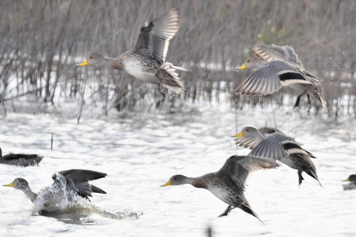 Yellow-billed Pintail - ML620701680