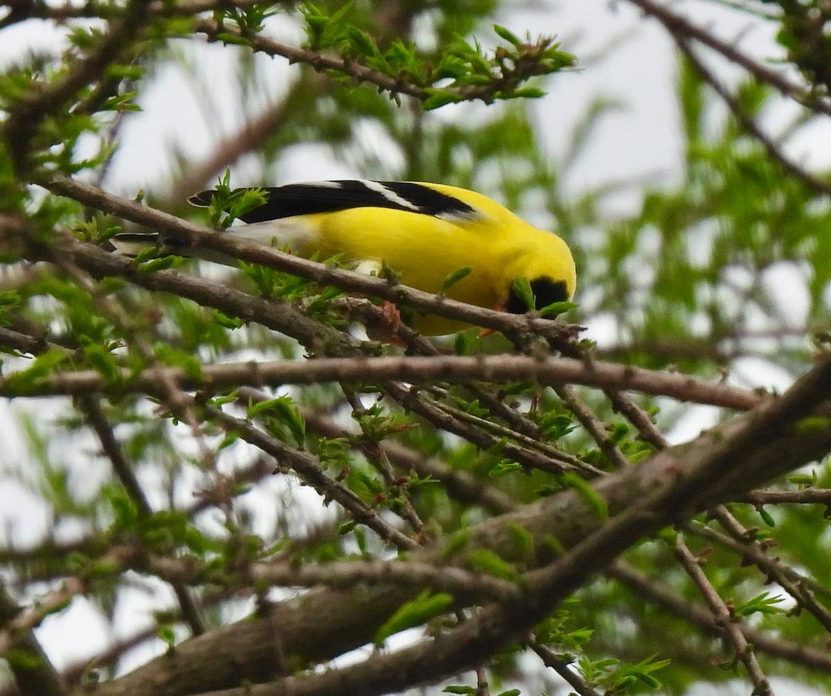 American Goldfinch - ML620701682