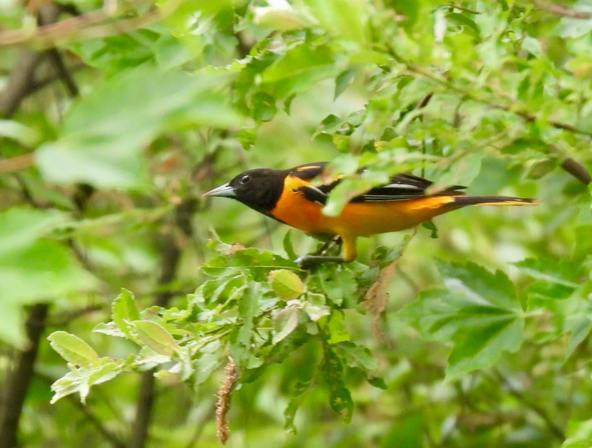 Baltimore Oriole - ML620701685