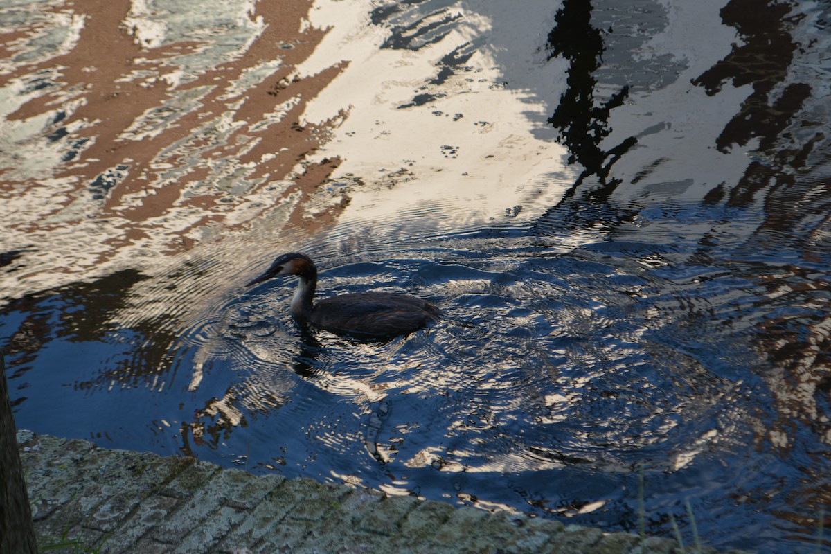 Great Crested Grebe - ML620701702