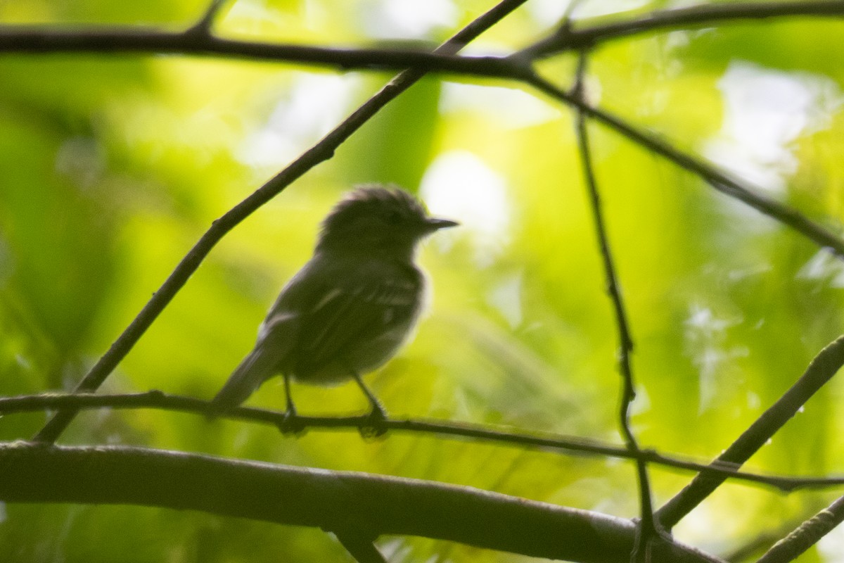 new world flycatcher sp. - Andre Moncrieff
