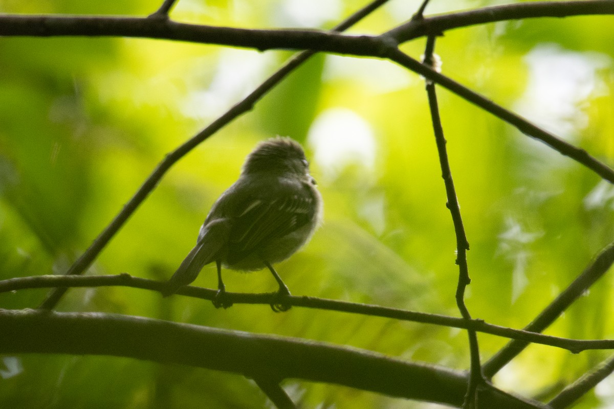 new world flycatcher sp. - Andre Moncrieff