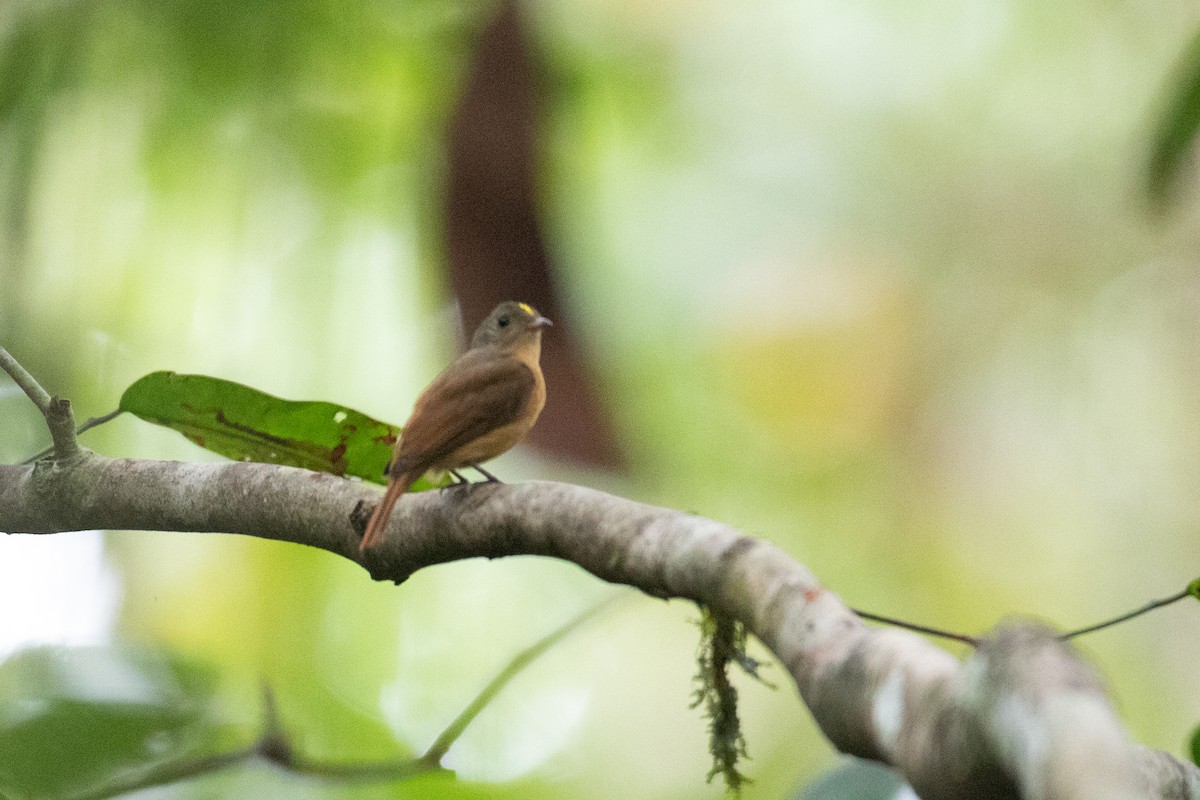 Cinnamon Manakin-Tyrant - ML620701724