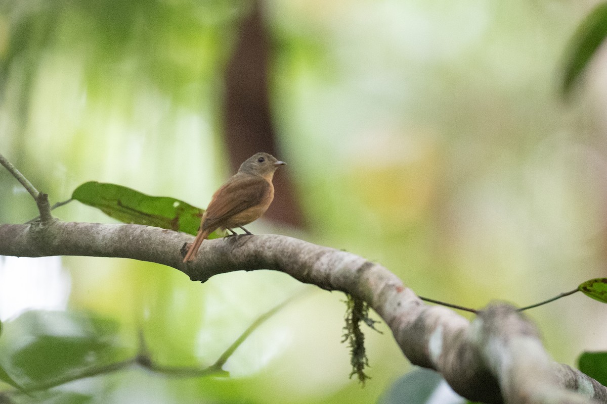 Cinnamon Manakin-Tyrant - ML620701725